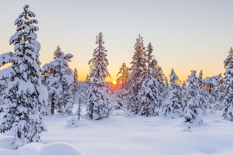 Winter Evergreens