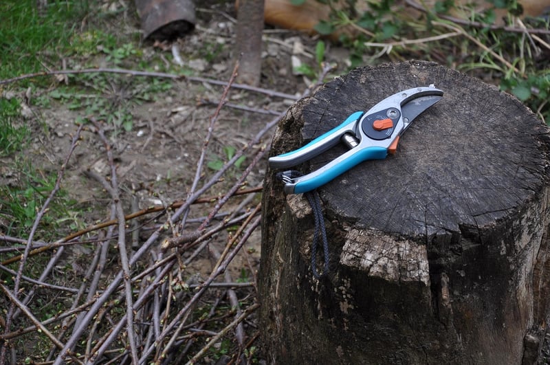 Pruning shrubs