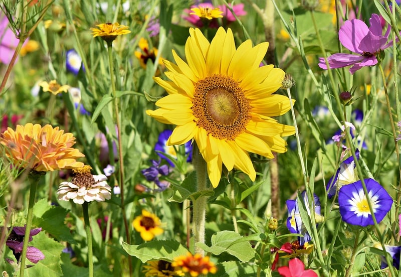 Pruning flowering plants