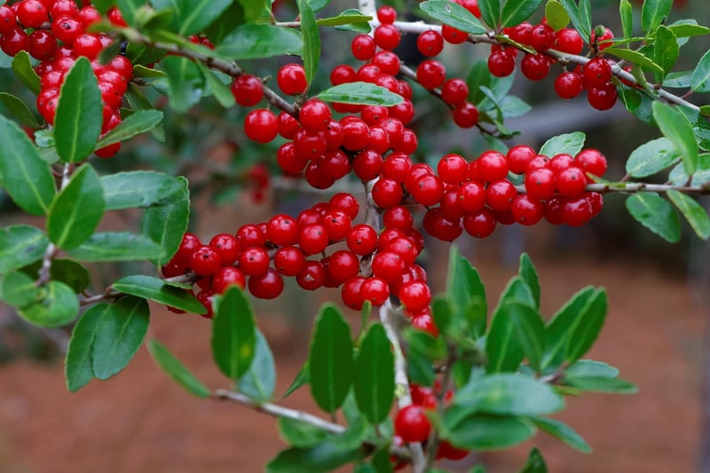 Winter Holly Bush