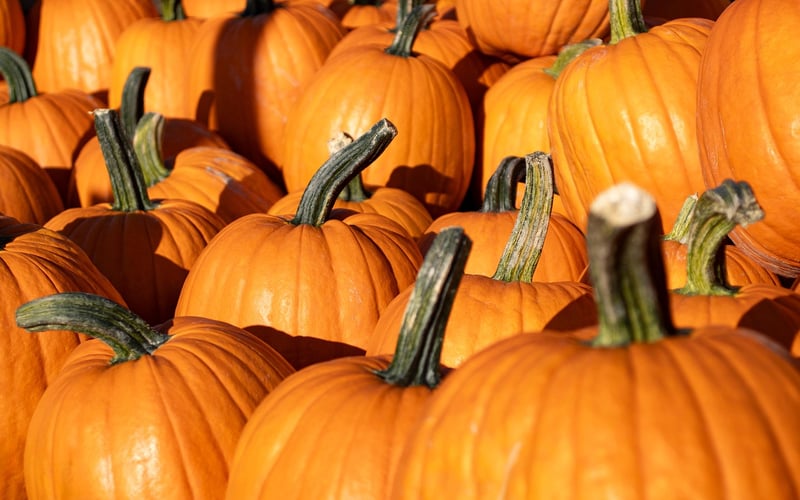 Fall Pumpkin