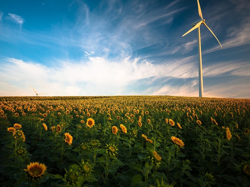 Sunflower Garden