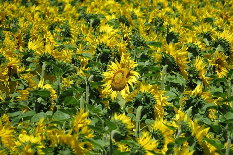 Summer Sunflower